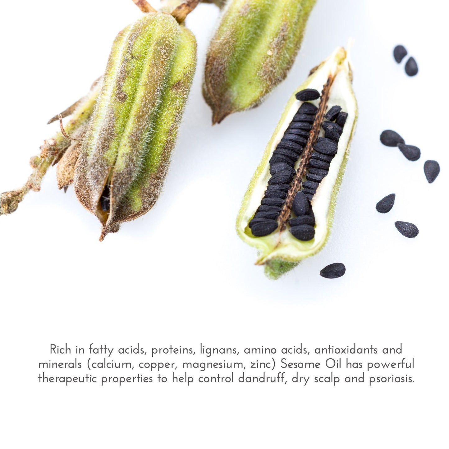 Silk Velvet Organic Hair Loss Prevention Shampoo – 17.5 oz – Rosemary, Lavender & Rice Protein Botanical Clean Formula – Made in California