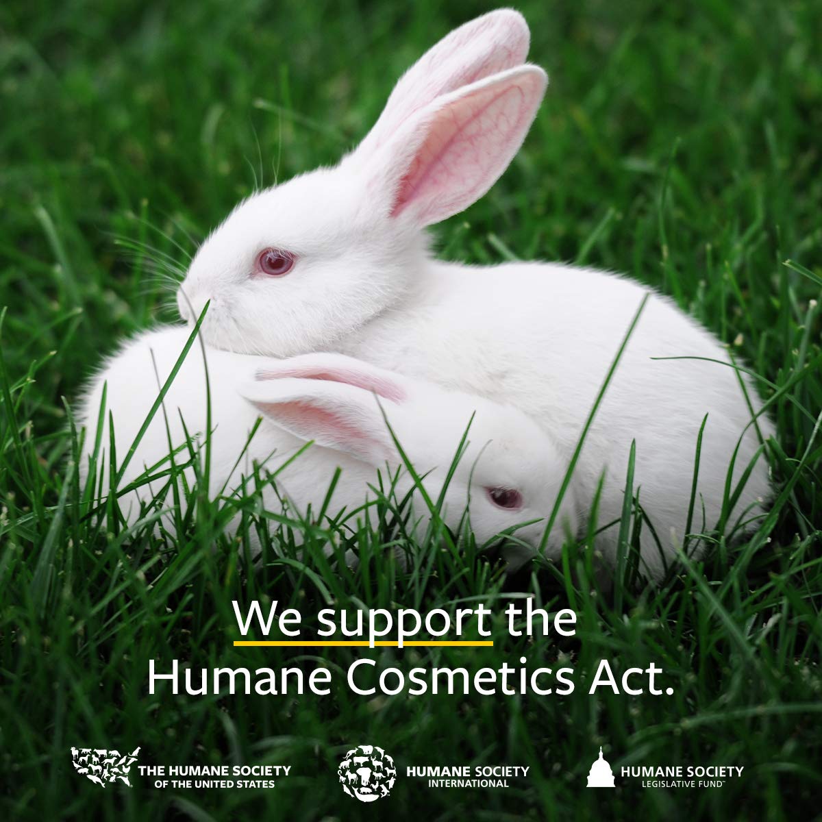 US Organic Beard Oil, 100% Pure, USDA Certified, Softens, shine, moisturizes, Amber Glass Bottle with Eye Dropper, 2 Ounce