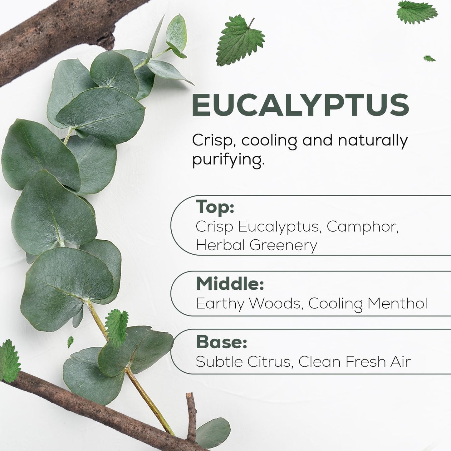 Aroma Country 100% Pure Eucalyptus Essential Oil – Organic & Undiluted Diffuser Oil, Humidifier, Steam Room & Shower Aromatherapy – Natural, Therapeutic Grade Oil for Skin, Sauna, & Home (4 Fl. oz)