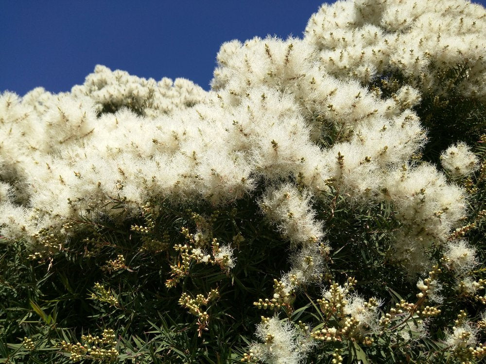 US Organic 100% Pure Tea Tree Essential Oil, Steam Distilled, USDA Certified Organic, for Hair, Skin, Scalp, Foot, Toenails, and More. Sourced from South Africa, Undiluted, Non-GMO (15 ml, 2 Pack)