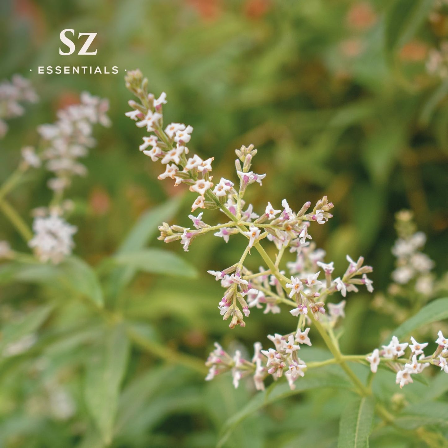 Lemon Verbena Essential Oil – 100% Pure & Natural, Grown in The High-Altitude Andes – Sweet, Citrusy, Uplifting Scent – Aromatherapy, Home Use – Therapeutic Grade & Vegan – 5 mL