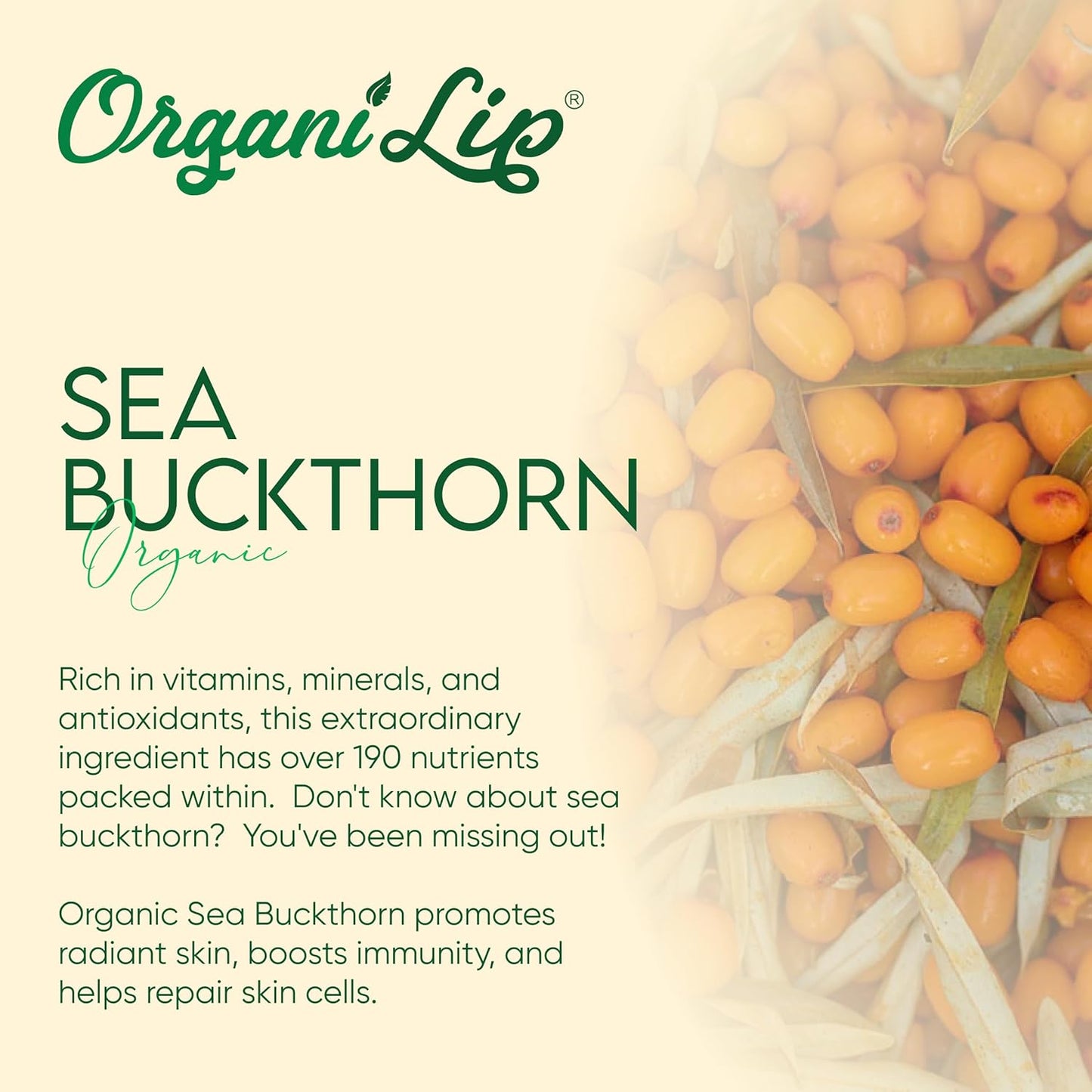 Organic Lip Balm, Spearmint Flavor, Ultra Hydrating Lip Moisturizer for Dry Lips, Oval Shaped Tube, USDA Certified Organic, 3 Pack - OrganiLip