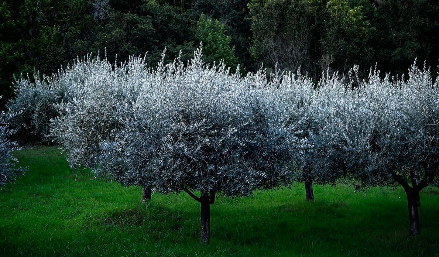 Olive Oil Lip Balm (3-pack) by ODE Olive Oil Beauty, Organic EVOO, California Made